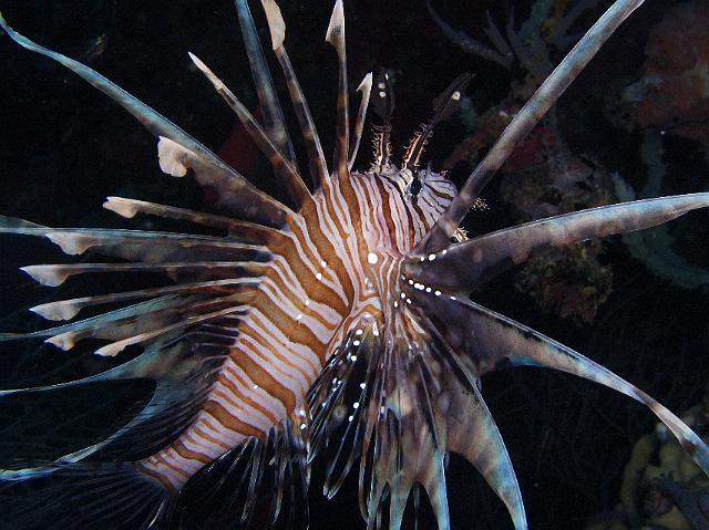 Rotfeuerfisch 242.jpg